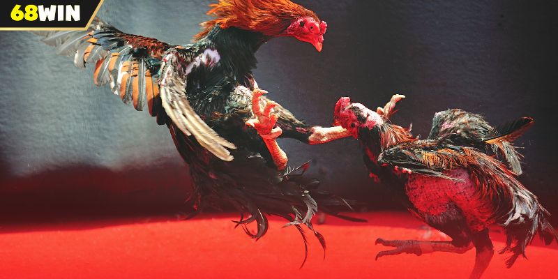 Các từ ngữ thường dùng trong trận đấu gà